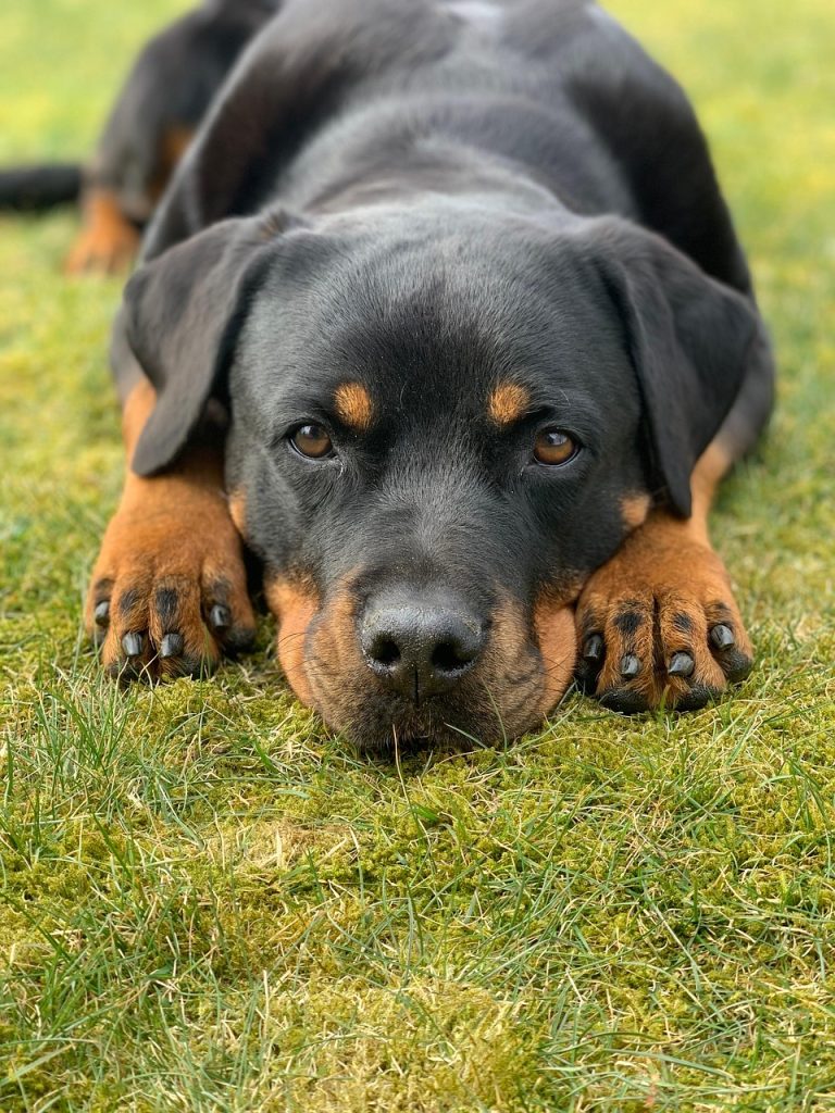 dog-rottweiler-canine-pet-domestic-5565512 dog, rottweiler, canine, pet, domestic, nature, animal